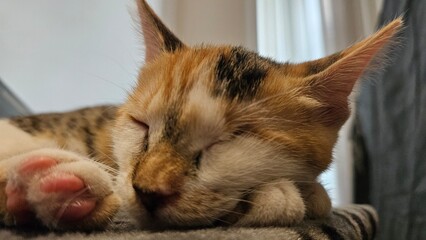 Sleeping calico cat resting comfortably on a cat tree