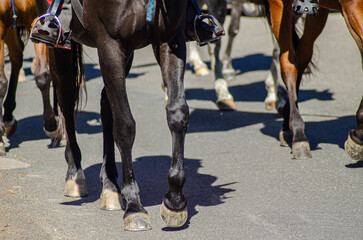 legs of several horses walking on asphalt. Summer equestrian event