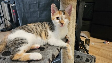 Calico kitten lounging comfortably on a cat tree indoors