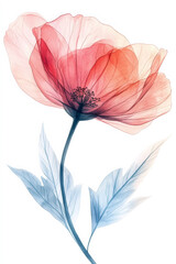 A transparent watercolor illustration of a red flower with soft, delicate petals. Suitable for nature-themed designs and decor projects.