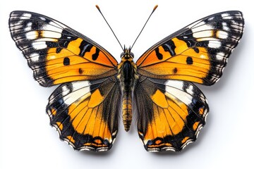 Naklejka premium tiger butterfly with bold orange wings lined with black and white spots