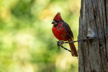 Northern cardinal perched on barbed wire
