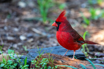 Northern cardinal perched on a rock