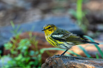 Cape May warbler perched on a rock