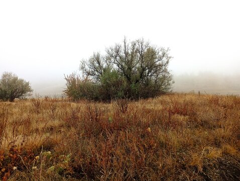Steppe autumn landscape. A lone bush of loho silver against the background of thick fog among the yellow steppe dried autumn grass