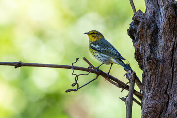 Cape May warbler perched on a branch