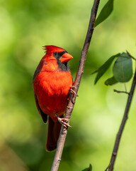 Northern cardinal perched on tree branch
