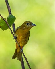 Summer tanager perched on a tree branch