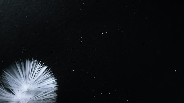 Beautiful freezing ice crystal flowers on window with black background, macro