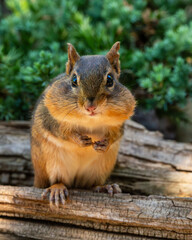 Chipmunk sitting on a log
