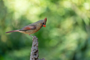 Northern cardinal perched on a tree