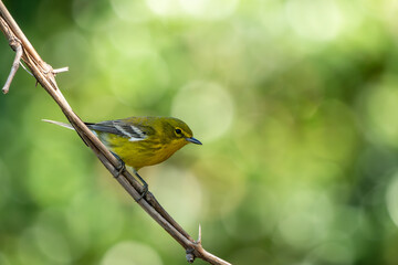 Pine warbler perched on a branch