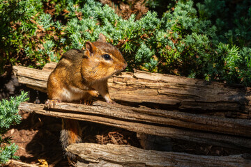 Chipmunk sitting on a log
