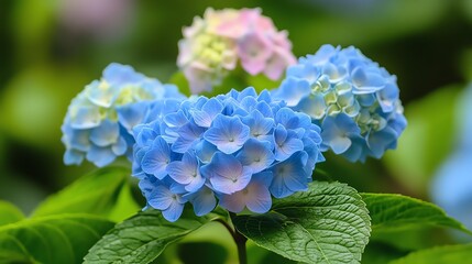 Close up of vibrant blue and pink hydrangea blooms in a garden.