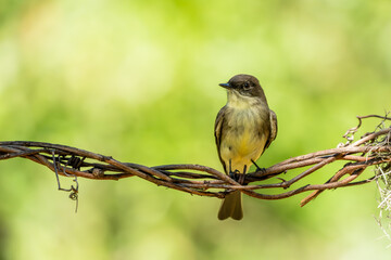 Eastern phoebe perched on a tree branch
