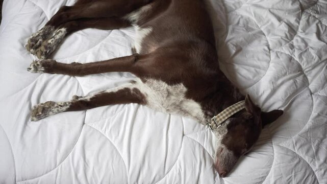dog stretched out sleeping on the bed on the white duvet, medium size, brown coat with white patches, mix of podenco and braco