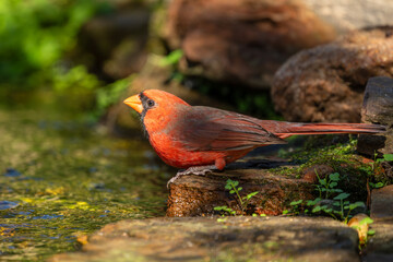 Northern cardinal taking a bath