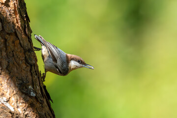 Brown-headed nuthatch perched on a tree