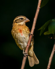 Female rose-breasted grosbeak perched on a tree branch