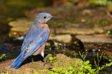 Bluebird perched on a rock