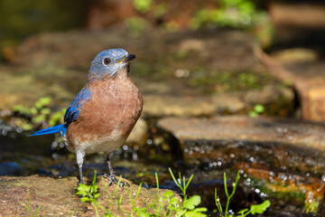 Bluebird perched on a rock