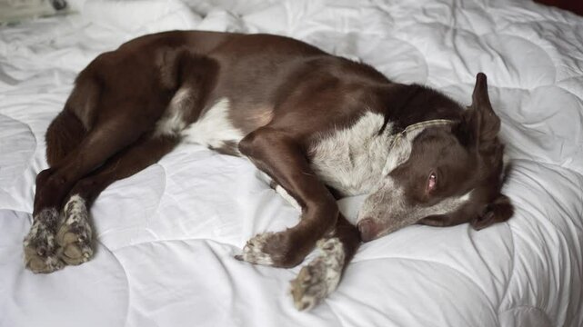 dog stretched out sleeping on the bed on the white duvet, medium size, brown coat with white patches, mix of podenco and braco