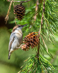 Brown-headed nuthatch perched on a pine cone