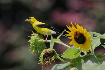 Vibrant yellow bird perched on a sunflower in a garden with blurry background