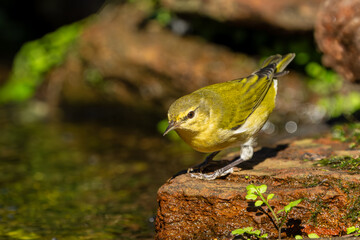 Tennessee warbler perched on a rock