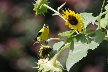 Vibrant yellow bird perched on a green plant branch with blurry background