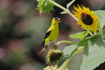 Vibrant yellow bird perched on a sunflower in a garden