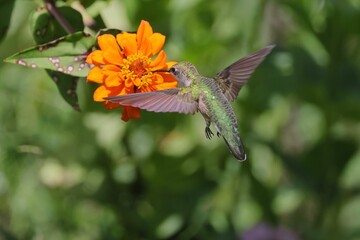Closeup of a hummingbird feeding on a vibrant flower with leaves in the bakground