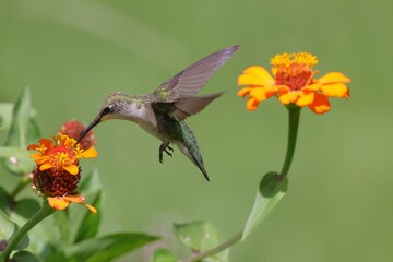Obraz premium Close-up of a hummingbird feeding on a vibrant flower
