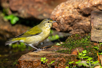 Tennessee warbler perched on a rock