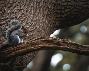 squirrel in tree eating acorn