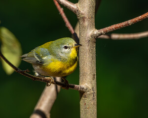 Female Northern Parula perched on a tree branch
