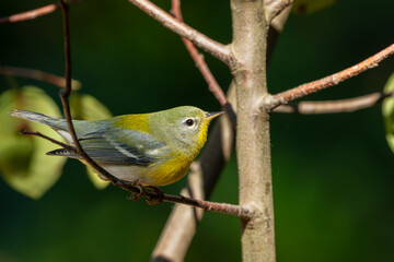 Female Northern Parula perched on a tree branch