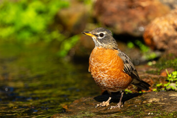 American robin perched in a stream