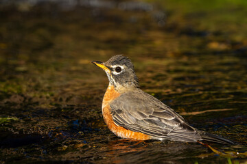 American robin perched in a stream