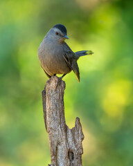 Gray catbird perched on a tree
