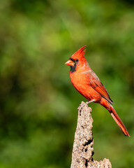 Northern cardinal perched on tree branch