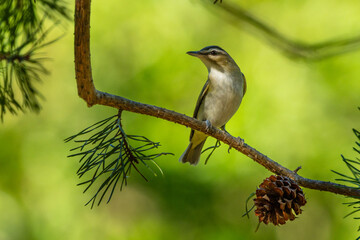 Red-eyed vireo perched on a tree limb