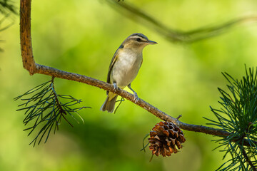 Red-eyed vireo perched on a tree limb