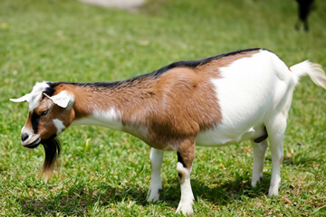 Goat and other animals grazing on grass in field. farm nature mammal concept. horned goat stands on a green field in summer. a horned goat stands on a green in a field lifestyle in summer.