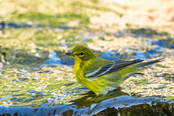 Bay-breasted Warbler perched on a rock
