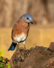 Bluebird perched on a tree branch