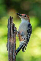 Red-bellied woodpecker perched on a tree