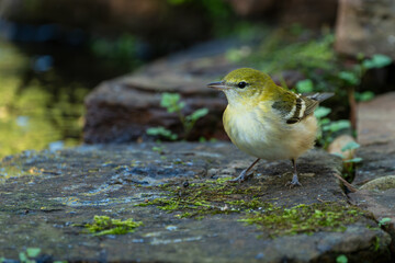 Bay-breasted Warbler perched on a rock