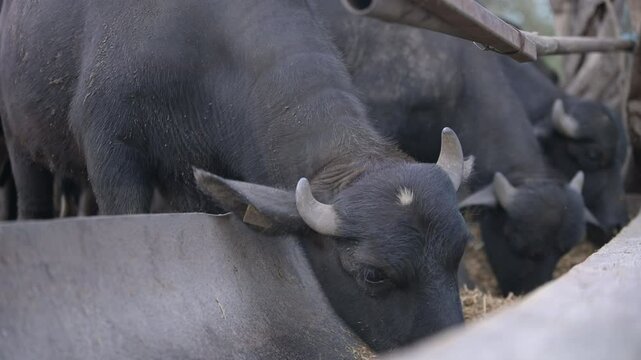 Close-up of water buffaloes feeding in a row at a trough, with focused eyes and yellow ear tags, captured in a farm setting, showing the details of their heads and feeding routine