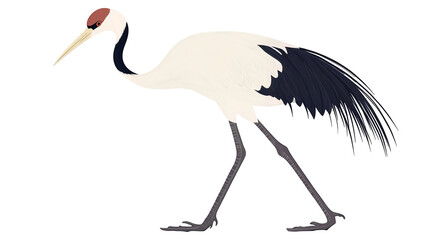An elegant crane with long legs and a slender neck isolated on a transparent background, PNG 